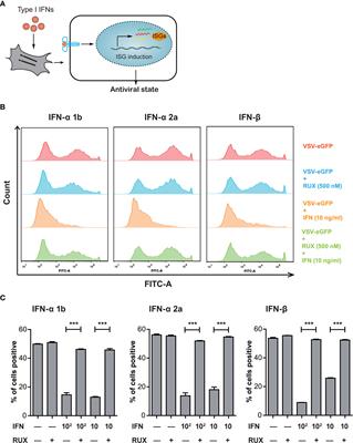 Establishment of a CRISPR/Cas9 knockout library for screening type I interferon-inducible antiviral effectors in pig cells